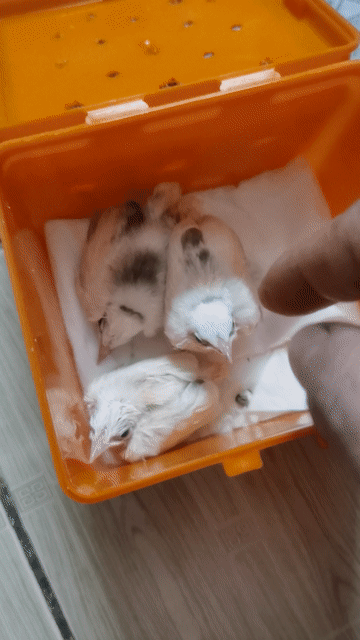 bạch non . Mua bán Chim tại Quận Cẩm Lệ Đà Nẵng được đăng bởi RCF hình 1