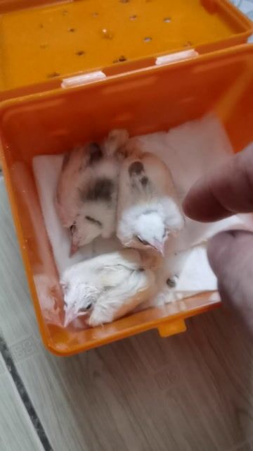 bạch non . Mua bán Chim tại Quận Cẩm Lệ Đà Nẵng được đăng bởi RCF hình 1
