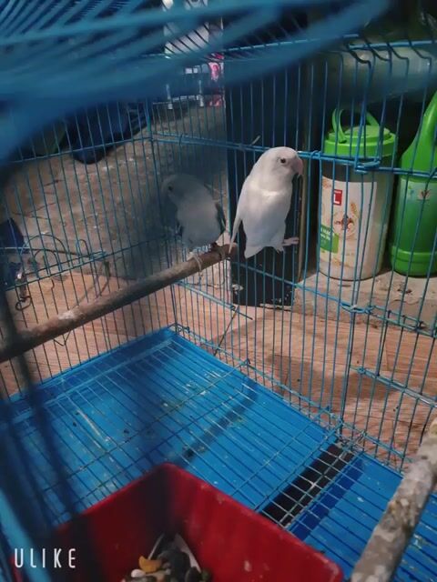 Chim Lovebird Trắng Xanh đang sinh sản. Mua bán Chim tại Quận 4 Tp Hồ Chí Minh được đăng bởi Le Thị Kén hình 1