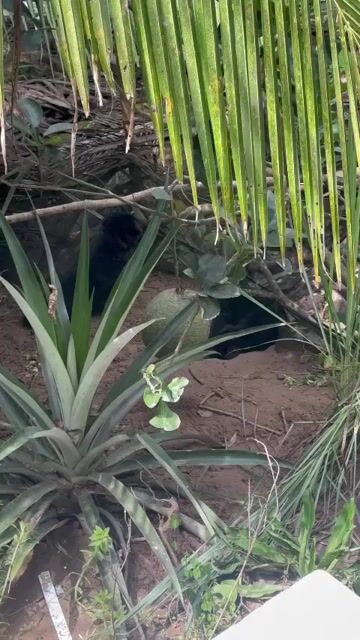 Chó lai Nhật cái con đã tiêm. Mua bán Chó tại Thành phố Bến Tre Bến Tre được đăng bởi Phạm Hồng Long hình 1