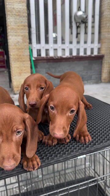 Chó Lạp Xưởng Nâu Thuần Chủng Tại 04 Bàu Năng 1. Mua bán Chó tại Quận Liên Chiểu Đà Nẵng được đăng bởi Pet House hình 1