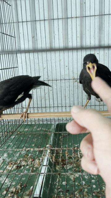 Chim sáo đen non dạn người. Mua bán Chim tại Thành phố Thuận An Bình Dương được đăng bởi thanh my hình 1