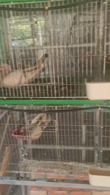 Chim bồ câu nhiều màu khỏe mạnh. Mua bán Chim tại Huyện Tịnh Biên An Giang được đăng bởi Gà Nòi 67 hình 1