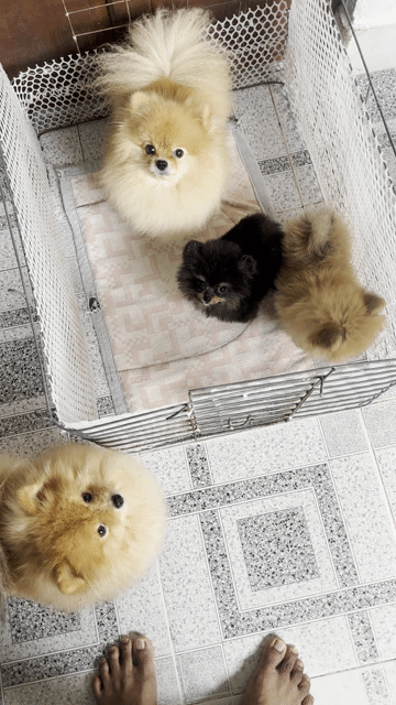 Chó Phốc Sóc Thái-thuần chủng teacup Vàng cam. Mua bán Chó tại Thành phố Thủ Dầu Một Bình Dương được đăng bởi Vô Danh Trần hình 1