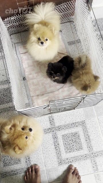 Chó Phốc Sóc Thái-thuần chủng teacup Vàng cam. Mua bán Chó tại Thành phố Thủ Dầu Một Bình Dương được đăng bởi Vô Danh Trần hình 1