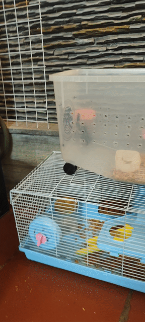 Hamster nhà nuôi. Mua bán Thú cưng khác tại Quận Hoàng Mai Hà Nội được đăng bởi Tuân hình 1