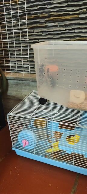 Hamster nhà nuôi. Mua bán Thú cưng khác tại Quận Hoàng Mai Hà Nội được đăng bởi Tuân hình 1