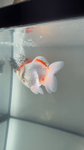 giảm tải Oranda  700k 1 cặp. Mua bán Thú cưng khác tại Quận 5 Tp Hồ Chí Minh được đăng bởi Đá Phong Thuỷ Quận 5 hình 1