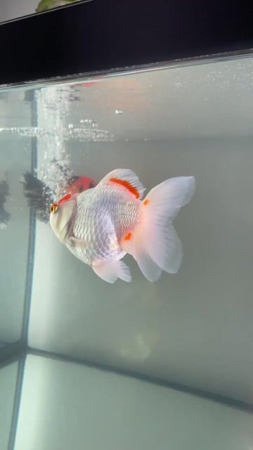 giảm tải Oranda  700k 1 cặp. Mua bán Thú cưng khác tại Quận 5 Tp Hồ Chí Minh được đăng bởi Đá Phong Thuỷ Quận 5 hình 1