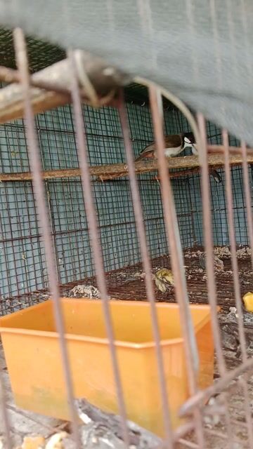 Chim chào mào 3 con. Mua bán Chim tại Quận Bình Tân Tp Hồ Chí Minh được đăng bởi tuấn  hình 1