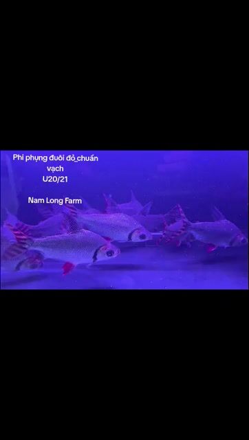 Phi phụng đuôi đỏ_20/21cm_sọc chuẩn,cờ cao,khoẻ. Mua bán Thú cưng khác tại Quận Bình Tân Tp Hồ Chí Minh được đăng bởi Nam Long Farm hình 1