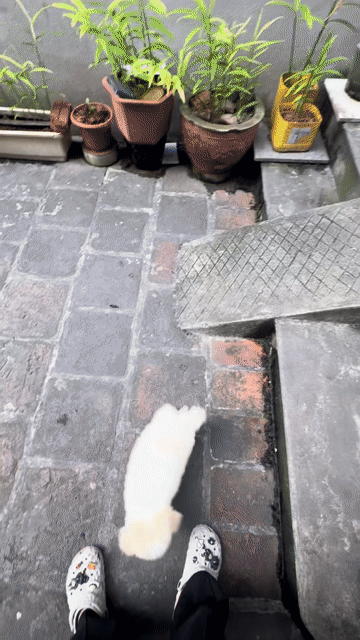 Chó Poodle gần 3 tháng 2 mũi. Mua bán Chó tại Huyện Đông Anh Hà Nội được đăng bởi Châm Hoàng hình 1