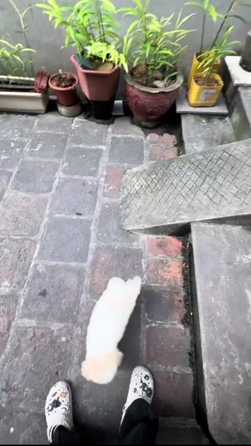 Chó Poodle gần 3 tháng 2 mũi. Mua bán Chó tại Huyện Đông Anh Hà Nội được đăng bởi Châm Hoàng hình 1