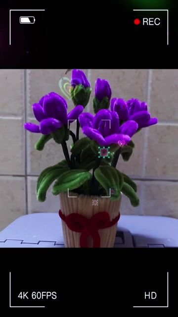 Chậu hoa Kẽm nhung. Mua bán Cây cảnh, đồ trang trí tại Quận Hoàng Mai Hà Nội được đăng bởi Nhạt Nhòa hình 1