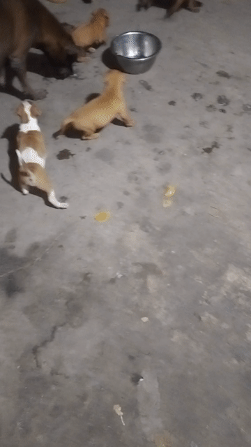 Chó Pitbull nhiều màu 12 ngày tuổi. Mua bán Chó tại Huyện Đức Hòa Long An được đăng bởi HUỲNH TRÚC  hình 1