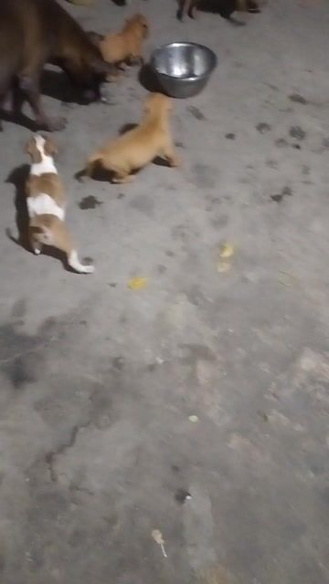 Chó Pitbull nhiều màu 12 ngày tuổi. Mua bán Chó tại Huyện Đức Hòa Long An được đăng bởi HUỲNH TRÚC  hình 1