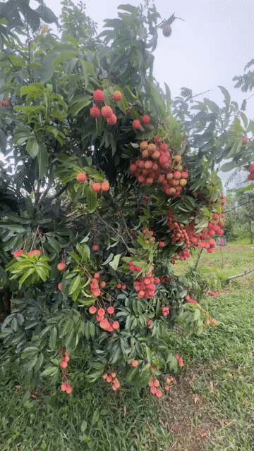 Vải thiều đỏ hồng ngọt 45k ạ của nhà em. Mua bán Đồ ăn, thực phẩm và các loại khác tại Quận Tân Bình Tp Hồ Chí Minh được đăng bởi Thành Tâm hình 1