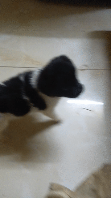 Chó Corgi lai Fox Nhật Cái Đen trắng đã tiêm. Mua bán Chó tại Quận 10 Tp Hồ Chí Minh được đăng bởi Nguyễn Tiến Đạt  hình 1
