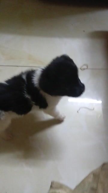 Chó Corgi lai Fox Nhật Cái Đen trắng đã tiêm. Mua bán Chó tại Quận 10 Tp Hồ Chí Minh được đăng bởi Nguyễn Tiến Đạt  hình 1