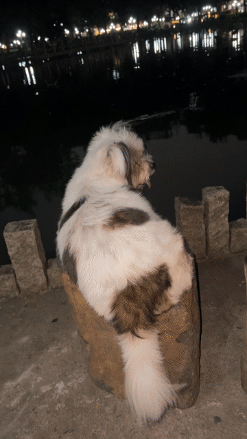 Chó Poodle Cái Trắng Đen. Mua bán Chó tại Quận Tân Phú Tp Hồ Chí Minh được đăng bởi NhatHoangAnh hình 1