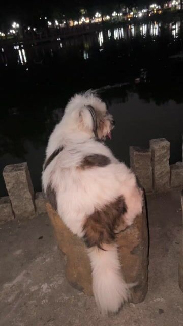 Chó Poodle Cái Trắng Đen. Mua bán Chó tại Quận Tân Phú Tp Hồ Chí Minh được đăng bởi NhatHoangAnh hình 1