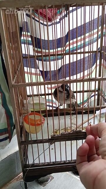 Chim chào mào trống thuần hót cả ngày. Mua bán Chim tại Thành phố Thủ Đức Tp Hồ Chí Minh được đăng bởi Tran van dan hình 1