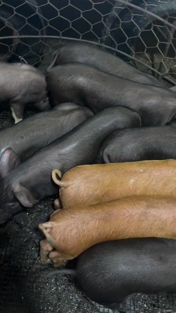 Heo đen 7-8kg an manh khoe. Mua bán Thú cưng khác tại Thành phố Dĩ An Bình Dương được đăng bởi Cỏ Dại  hình 1