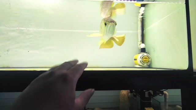 Cá Rồng Kim Long Quá Bối 45cm+ Khỏe mạnh. Mua bán Thú cưng khác tại Huyện Trảng Bàng Tây Ninh được đăng bởi Cá Cảnh  hình 1