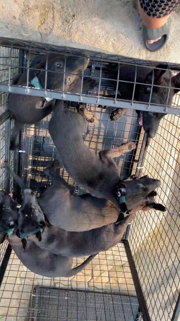 Chó Malinois Đen tuyền Đực, Cái. Mua bán Chó tại Thành phố Biên Hòa Đồng Nai được đăng bởi Vũ Việt pét Shop hình 1