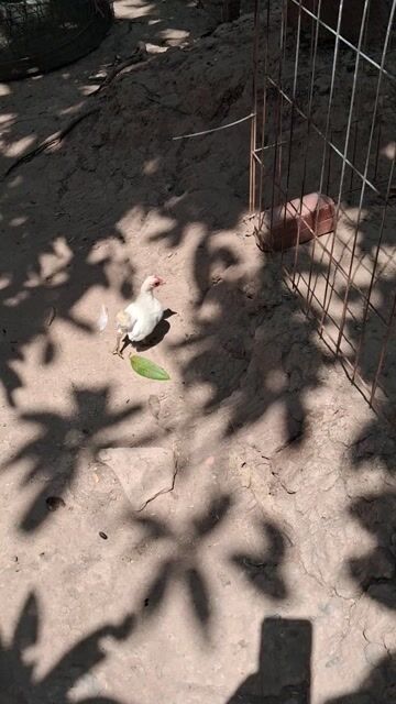 Gà tre bắc tit siêu mini. Mua bán Gà tại Huyện Lấp Vò Đồng Tháp được đăng bởi timoon hình 1