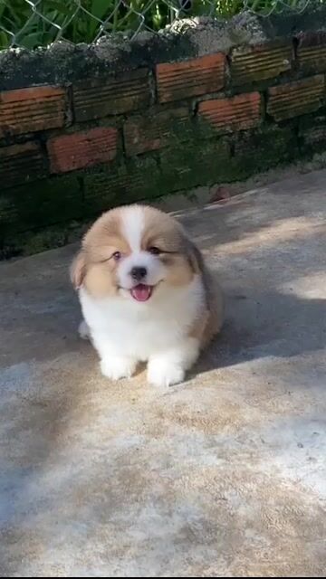 bán chó corgi ở shop 130 đường 2/9 đà nẵng. Mua bán Chó tại Quận Hải Châu Đà Nẵng được đăng bởi Chó Cảnh Đà Nẵng 130 đường 2 9  hình 1