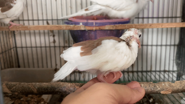 Chim Cu Gáy Bông Đỏ Đều ,Đẹp. Mua bán Chim tại Quận 10 Tp Hồ Chí Minh được đăng bởi Cu Gáy Thái  hình 1