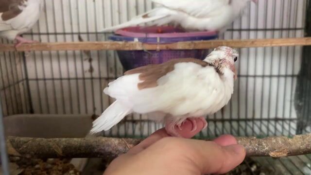 Chim Cu Gáy Bông Đỏ Đều ,Đẹp. Mua bán Chim tại Quận 10 Tp Hồ Chí Minh được đăng bởi Cu Gáy Thái  hình 1