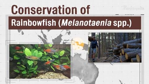 Encyclopedia-Remote Sensing Baseline and Time Sequence of Land Cover Change for the Conservation of Rainbowfish (Melanotaenia spp.)