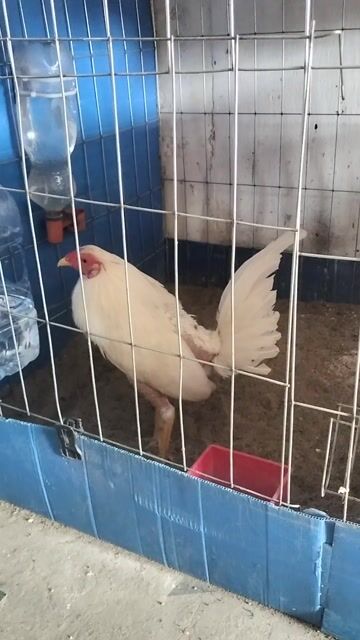 Gà tre Asil Cuban 6 tháng Trắng. Mua bán Gà tại Quận Cái Răng Cần Thơ được đăng bởi Huỳnh Quốc Khởi  hình 1