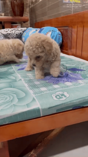 Chó Poodle trắng kem 1 tháng. Mua bán Chó tại Thị xã Phú Mỹ Bà Rịa - Vũng Tàu được đăng bởi Mr Cao hình 1