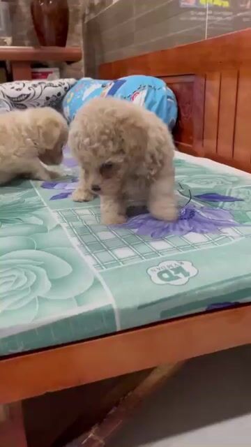 Chó Poodle trắng kem 1 tháng. Mua bán Chó tại Thị xã Phú Mỹ Bà Rịa - Vũng Tàu được đăng bởi Mr Cao hình 1