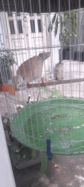 Chim cu gáy Thái Nâu xám làm cảnh. Mua bán Chim tại Quận Gò Vấp Tp Hồ Chí Minh được đăng bởi Phương Trần hình 1