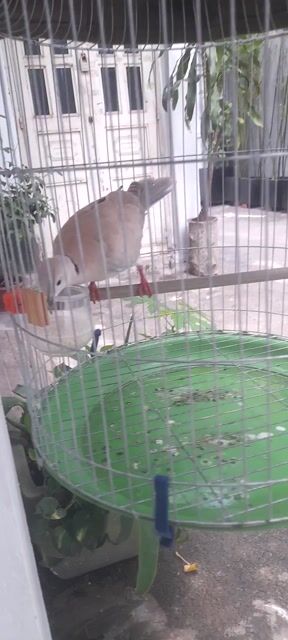 Chim cu gáy Thái Nâu xám làm cảnh. Mua bán Chim tại Quận Gò Vấp Tp Hồ Chí Minh được đăng bởi Phương Trần hình 1
