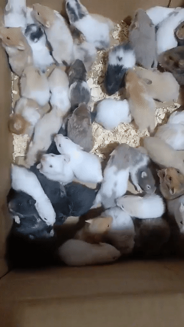 Chuột Hamster nhiều màu. Mua bán Thú cưng khác tại Huyện Phú Tân An Giang được đăng bởi Hamster Pet hình 1
