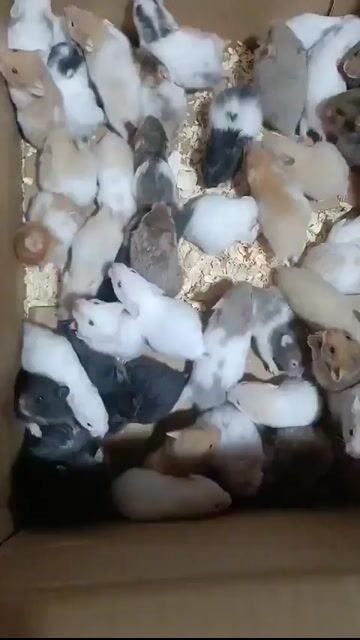 Chuột Hamster nhiều màu. Mua bán Thú cưng khác tại Huyện Phú Tân An Giang được đăng bởi Hamster Pet hình 1