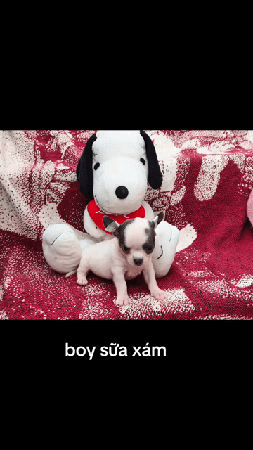 Chó Chihuahua đực bò sữa xám 2 tháng. Mua bán Chó tại Quận 8 Tp Hồ Chí Minh được đăng bởi Chihuahua nhà ZoZo hình 1