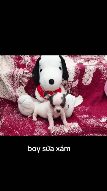 Chó Chihuahua đực bò sữa xám 2 tháng. Mua bán Chó tại Quận 8 Tp Hồ Chí Minh được đăng bởi Chihuahua nhà ZoZo hình 1