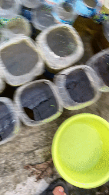 Cá betta Koi hapflmoon. Mua bán Thú cưng khác tại Quận Bình Tân Tp Hồ Chí Minh được đăng bởi Nghĩa Bán Cá hình 1