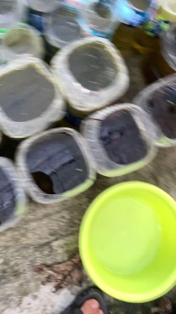 Cá betta Koi hapflmoon. Mua bán Thú cưng khác tại Quận Bình Tân Tp Hồ Chí Minh được đăng bởi Nghĩa Bán Cá hình 1