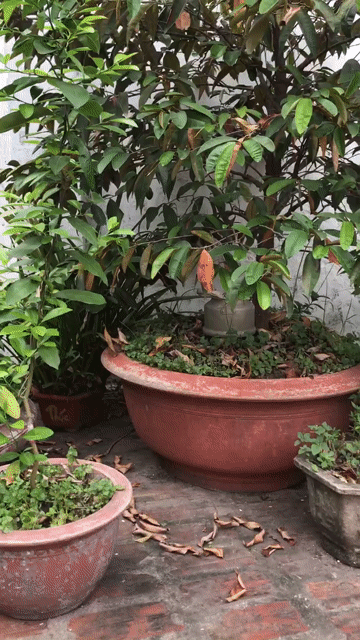 Cây vú sữa 2m. Mua bán Cây cảnh, đồ trang trí tại Huyện Hoài Đức Hà Nội được đăng bởi anh vu hình 1