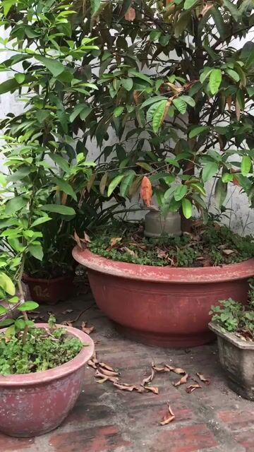 Cây vú sữa 2m. Mua bán Cây cảnh, đồ trang trí tại Huyện Hoài Đức Hà Nội được đăng bởi anh vu hình 1