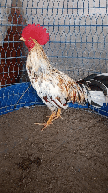 Gà chọi Đực Trắng Nâu Đen 2.9kg. Mua bán Gà tại Huyện Phong Điền Cần Thơ được đăng bởi hùng kê cung cấp gà đá hình 1