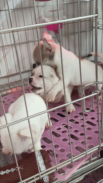 Chó Chihuahua cái đóm. Mua bán Chó tại Quận Bình Thạnh Tp Hồ Chí Minh được đăng bởi Tấn hình 1