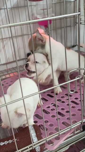 Chó Chihuahua cái đóm. Mua bán Chó tại Quận Bình Thạnh Tp Hồ Chí Minh được đăng bởi Tấn hình 1